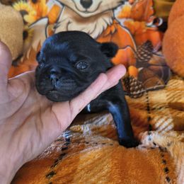 Black diamond yellow - Black female Pug puppy in Maxwell, New Mexico from khshibas-khpugs