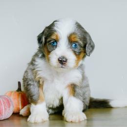 Amber - female Australian Mountain Doodle puppy in Spanish Fork, Utah from K Brand Doodles
