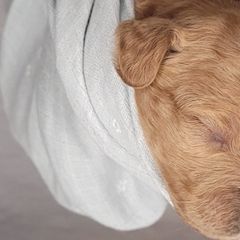 Boy 4 - Double Doodle puppy in Georgia from Snug-a-Doodles