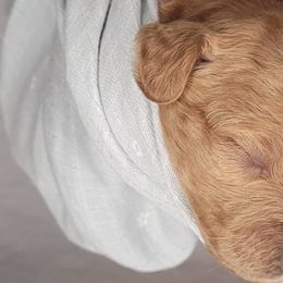 Boy 4 - Double Doodle puppy in Georgia from Snug-a-Doodles