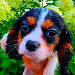 Manhattan aka Manny - Tri-color male Cavalier King Charles Spaniel puppy in Watsontown, Pennsylvania from Huntsman Cavaliers