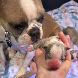 Cody - Blue male Boston Terrier puppy in Monroe, Washington from Nordkyn Boston Terriers
