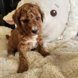 Abigail - Red  female Poodle puppy in San Tan Valley, Arizona from Desert Storm Poodles