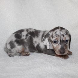 George - Dapple male Dachshund puppy in Fairfax, Iowa from Grayson’s Lovable Dachshunds