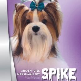 Spike - Biewer Terrier