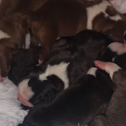 Boston Terriers from The Littles