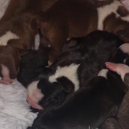 Boston Terriers from The Littles