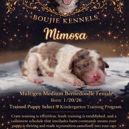 Mimosa - Trained Puppy Selection - Chocolate merle female Bernedoodle puppy in Youngstown, Florida from Wonderland’s Boujie Kennels