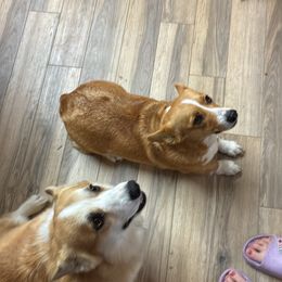 Pembroke Welsh Corgi puppies from CorGizmo