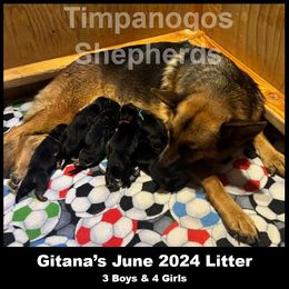 German Shepherd puppies from Timpanogos Shepherds
