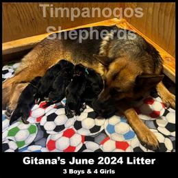 German Shepherd puppies from Timpanogos Shepherds