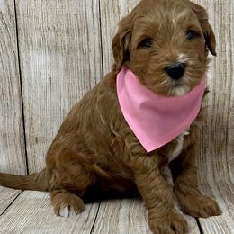 Pink Male - Apricot male Goldendoodle puppy in Great Falls, Montana from Montana Goldendoodles