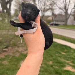 Camellia - Black and red female German Shepherd puppy in Perrysburg, Ohio from Fancy GSDs