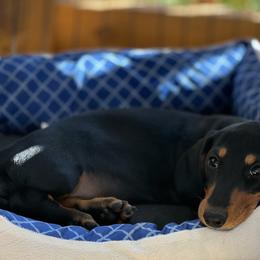 Dachshund Puppies from Little Legs Miniature Dachshunds