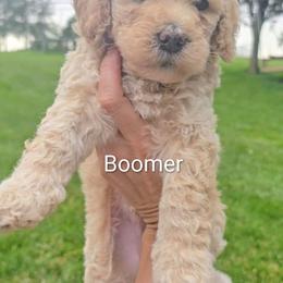 Boomer - Cream male Goldendoodle puppy in Red Oak, Iowa from Fisher Pups-Stay Golden with a Doodle