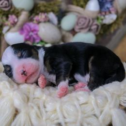 NASA - Black tri female Miniature Australian Shepherd puppy in Melbourne, Florida from True Spirited Aussies