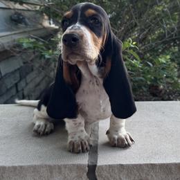 Basset Hound and Bloodhound Puppies from Sandhill Hounds of Nebraska