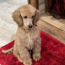 Cricket - Apricot male Poodle puppy in Wolf Creek, Oregon from Dejah Bleu Kennels