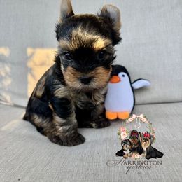 AKC Aspen - Black and tan male Yorkshire Terrier puppy in Bloomingdale, Georgia from Harrington Yorkies
