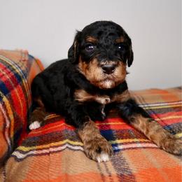 Ridge - Phantom male Bernedoodle puppy in Bowling Green, Ohio from Windy Creek Doodles