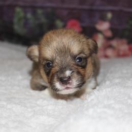 Toffee - Sable female Pembroke Welsh Corgi puppy in Washington from Castle View Royal Rumps