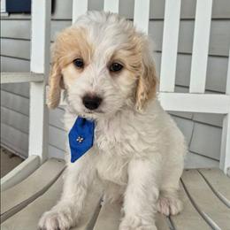 BUNCO - Parti male Labradoodle puppy in Sussex, Wisconsin from Dancing Doodles