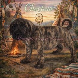 Choctaw - Tiger male Perro de Presa Canario puppy in Horizon, Texas from Mesquite Creek Kennels