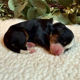 Luka - Tri-color male Bernedoodle puppy in Perrysville, Ohio from Pleasant Valley Bernedoodles