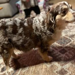 Miniature Australian Shepherd and Toy Australian Shepherd All Grown Up from C&K Rocky Hill Aussies