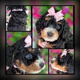 Cricket Pink - Tri-color female Bernedoodle puppy in Vernon, Texas from Sugarland's Texas Goldendoodles