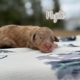 Mojito - Chocolate merle male Bernedoodle puppy in Youngstown, Florida from Wonderland’s Boujie Kennels