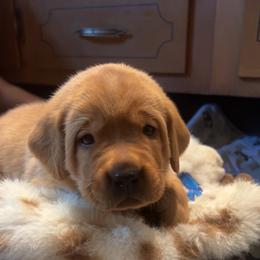 Girl 6 - Yellow female Labrador Retriever puppy in Denton, Maryland from Amber's Labrador Retrievers