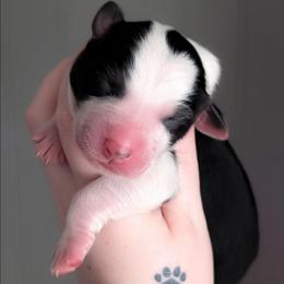 Gingerbread - Black tri-color female Australian Shepherd puppy in Georgetown, Texas from River Reign Australian Shepherds