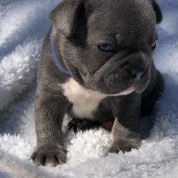 Girl 3 - French Bulldog puppy in Berea, Kentucky from Bully Life Farms