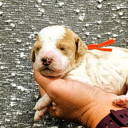 Sparky - Parti male Goldendoodle puppy in Forest, Ohio from Mini Doodle Buddies