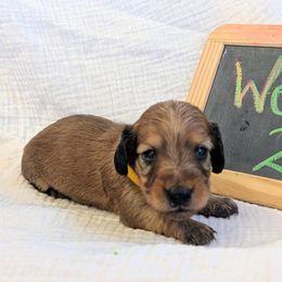 TWINKLE - Red female Dachshund puppy in Moscow, Idaho from Bailiwick of Gurnsey