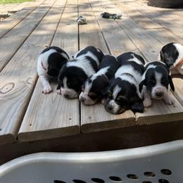 Basset Hound puppies from Carrier Bassets