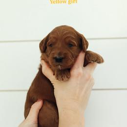 Orange boy - Red  male Goldendoodle puppy in Rio Linda, California from GoldendoodlePaw