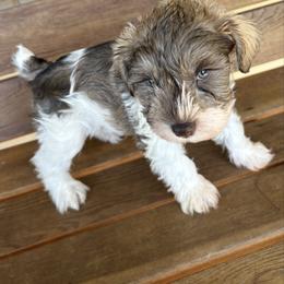Boy 5 - Parti male Miniature Schnauzer puppy in Dunlap, Tennessee from Beards of Glory