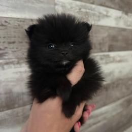 Black female - Black female Pomeranian puppy in Oak Lawn, Illinois from Pomeranian Boutique
