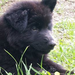 Berger Blanc Suisse and German Shepherd Puppies from Vom Hundhaus  Shepherds