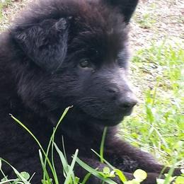 Berger Blanc Suisse and German Shepherd Puppies from Vom Hundhaus  Shepherds