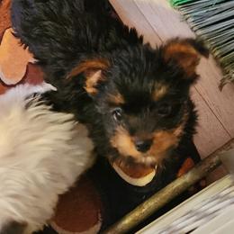 Charlie - Black and tan male Yorkshire Terrier puppy in Chickasha, Oklahoma from SISSYS YORKIES