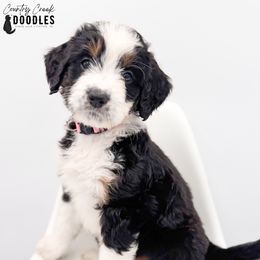 Kenna - Tri-color female Bernedoodle puppy in Tipton, Indiana from Country Creek Doodles