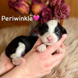 Periwinkle - Black tri-color female Aussiedoodle puppy in Lancaster, Minnesota from Finney Ranch