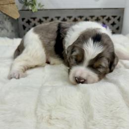 Polar Express - Merle female Bernedoodle puppy in Hegins, Pennsylvania from Bubbling Springs Doodles, LLC