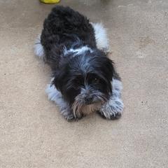 Shorkies and Yorkshire Terriers from Collette's Beautiful Yorkies