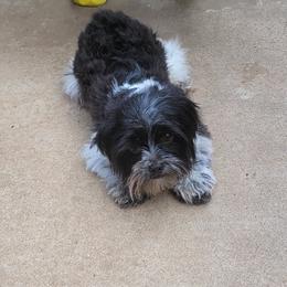 Shorkies and Yorkshire Terriers from Collette's Beautiful Yorkies