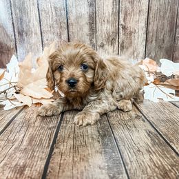 Anthony - Red male Cavapoo puppy in Beresford, South Dakota from DAKOTA DOOD RANCH