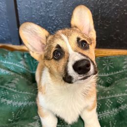 Chip - Sable male Pembroke Welsh Corgi puppy in Cooper, Texas from S7 Corgis and Chaos